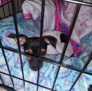 Meet your Posher, Henry